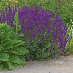 Salvia X Sylvestris 'May Night' 12 Salvia X Sylvestris 'May Night' -Tree Bower Sales x600 25031