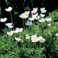 Anemone Sylvestris