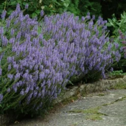 Perfumed Pageant Rose & Perennial Garden -Tree Bower Sales x600 25053