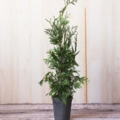 Thuja 'Green Giant' -Tree Bower Sales x600 25096