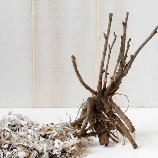 Peony 'Morning Lilac' - Itoh Peony 3 Peony 'Morning Lilac' - Itoh Peony - Image 3