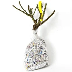 Rose 'William Baffin' -Tree Bower Sales x600 25249