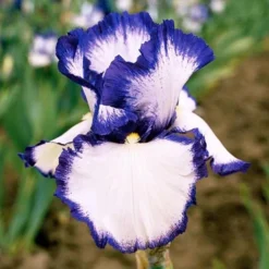 Iris Germanica 'Presby's Crown Jewel' - Reblooming -Tree Bower Sales x600 25264