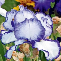 Iris Germanica 'Presby's Crown Jewel' - Reblooming -Tree Bower Sales x600 25267