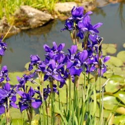 Iris Sibirica 'Caesar's Brother' -Tree Bower Sales x600 25274