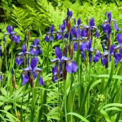 Iris Sibirica 'Caesar's Brother' -Tree Bower Sales x600 25275