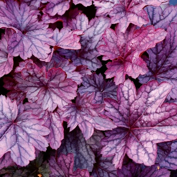 Heuchera 'Shanghai' 1 Heuchera 'Shanghai'