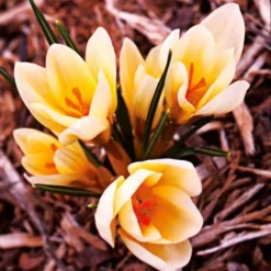 Crocus In Yellow Shades Mix -Tree Bower Sales x600 25282 1