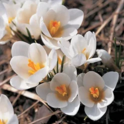 White Shades Crocus Mix 7 White Shades Crocus Mix -Tree Bower Sales x600 25284