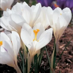 White Shades Crocus Mix 8 White Shades Crocus Mix -Tree Bower Sales x600 25285