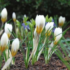White Shades Crocus Mix 9 White Shades Crocus Mix -Tree Bower Sales x600 25287