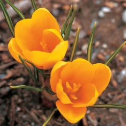 Crocus In Yellow Shades Mix -Tree Bower Sales x600 25300