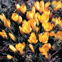 Crocus In Yellow Shades Mix -Tree Bower Sales x600 25301