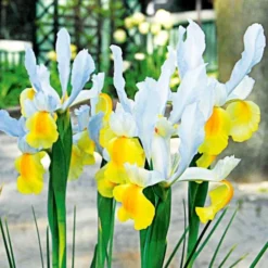 Dutch Iris Mix -Tree Bower Sales x600 25303