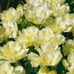 Tulip 'Exotic Emperor' 6 Tulip 'Exotic Emperor' -Tree Bower Sales x600 25314