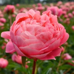 Peony 'Coral Charm' -Tree Bower Sales x600 25318