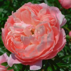 Peony 'Coral Charm' -Tree Bower Sales x600 25320