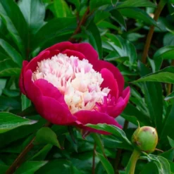 Peony 'White Cap' -Tree Bower Sales x600 25355