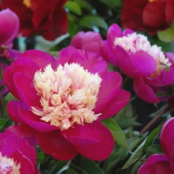 Peony 'White Cap' -Tree Bower Sales x600 25356