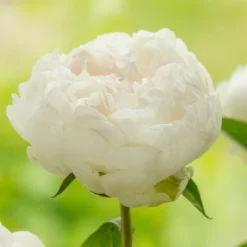 Peony 'Elsa Sass' -Tree Bower Sales x600 25369