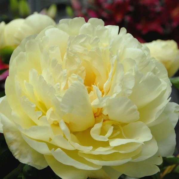 Peony 'Lemon Chiffon' 2 Peony 'Lemon Chiffon' - Image 2