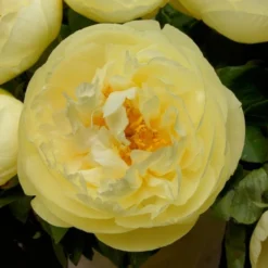Peony 'Lemon Chiffon' 9 Peony 'Lemon Chiffon' -Tree Bower Sales x600 25371