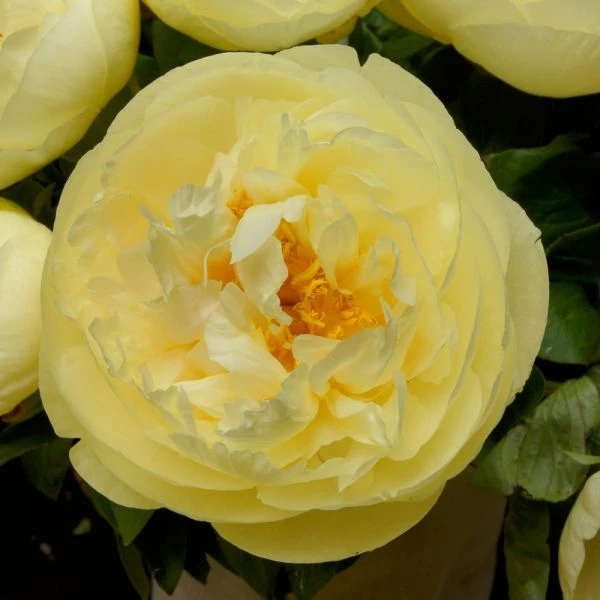 Peony 'Lemon Chiffon' 4 Peony 'Lemon Chiffon' - Image 4