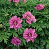 Peony 'Morning Lilac' - Itoh Peony