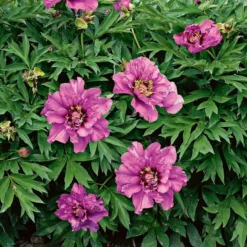 Peony 'Morning Lilac' - Itoh Peony