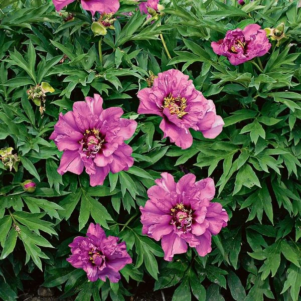 Peony 'Morning Lilac' - Itoh Peony 1 Peony 'Morning Lilac' - Itoh Peony