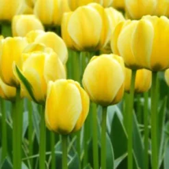 Spring Brights Darwin Hybrid Tulip Mix -Tree Bower Sales x600 25403