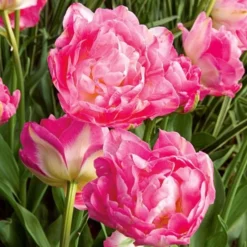 Tulip 'Double Sugar' -Tree Bower Sales x600 25410
