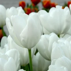 Spring Brights Darwin Hybrid Tulip Mix -Tree Bower Sales x600 25433