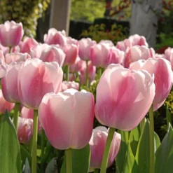 Next Generation Perennial Tulip Mix -Tree Bower Sales x600 25445