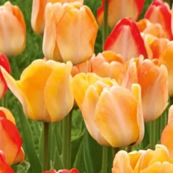 Spring Brights Darwin Hybrid Tulip Mix -Tree Bower Sales x600 25446