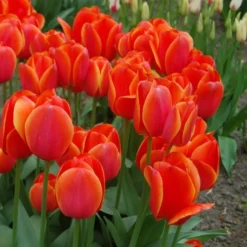 Spring Brights Darwin Hybrid Tulip Mix -Tree Bower Sales x600 25449
