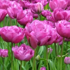 Tulip 'Backpacker' -Tree Bower Sales x600 25454