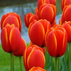 Next Generation Perennial Tulip Mix -Tree Bower Sales x600 25455