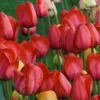 White Flower Farm Red Perennial Tulip