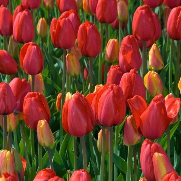 White Flower Farm Red Perennial Tulip 2 White Flower Farm Red Perennial Tulip - Image 2