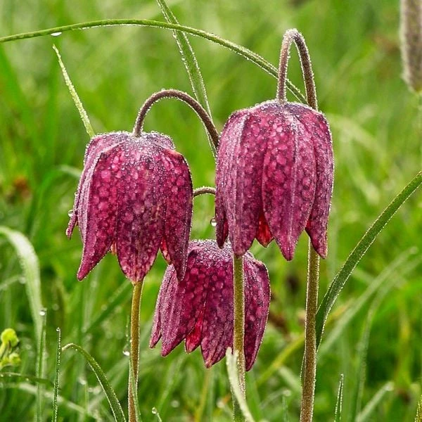 Fritillaria Meleagris 1 Fritillaria Meleagris