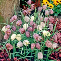 Fritillaria Meleagris Mix -Tree Bower Sales x600 25476
