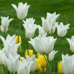 Tulip 'White Triumphator' -Tree Bower Sales x600 25493
