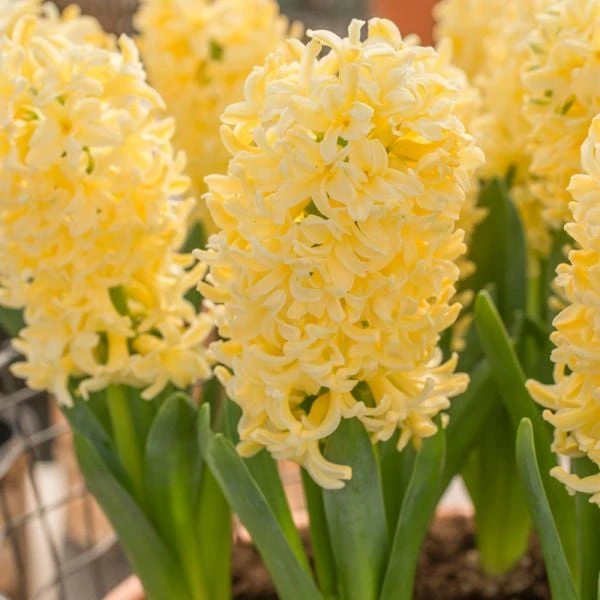 Hyacinthus Orientalis 'Yellowstone' 2 Hyacinthus Orientalis 'Yellowstone' - Image 2