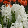 Hyacinthus May Day Bouquet Mix