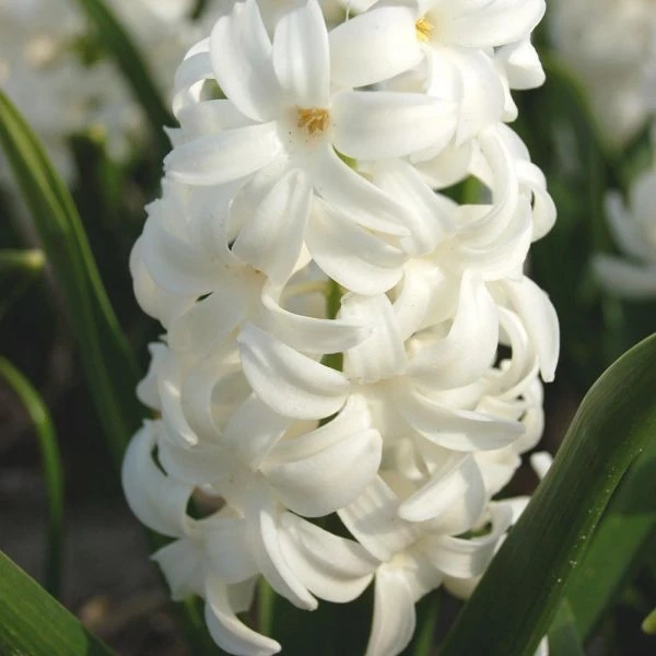 Hyacinthus Orientalis 'Carnegie' 2 Hyacinthus Orientalis 'Carnegie' - Image 2