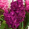 Rubies And Pearls Hyacinth Mix