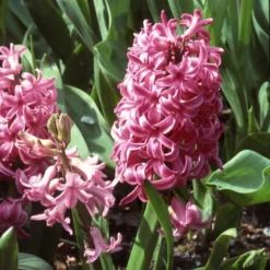 Rubies And Pearls Hyacinth Mix -Tree Bower Sales x600 25526