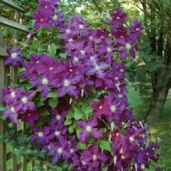 Dawn And Dusk Rose & Clematis Collection -Tree Bower Sales x600 25542