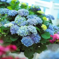 Hydrangea Macrophylla Everlasting® Revolution 7 Hydrangea Macrophylla Everlasting® Revolution -Tree Bower Sales x600 25555
